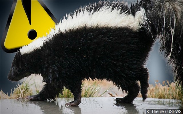 Skunk In Pampa Tests Positive For Rabies In Pampa.