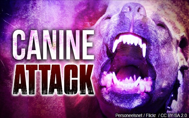 Dog Attack Leaves Amarillo Woman In Critical Condition