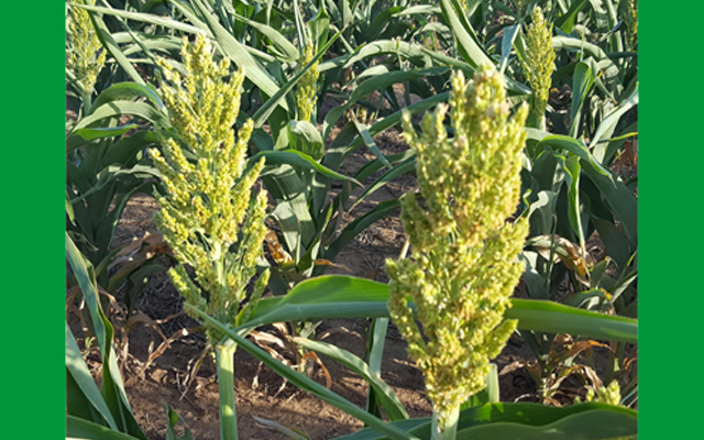 Sorghum looking good in Central Texas