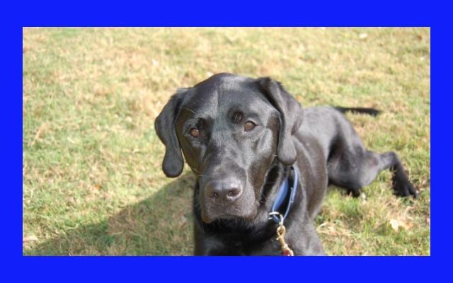 Amarillo Police Department’s First Explosive Detection K9 “Karlo” Has Passed Away 