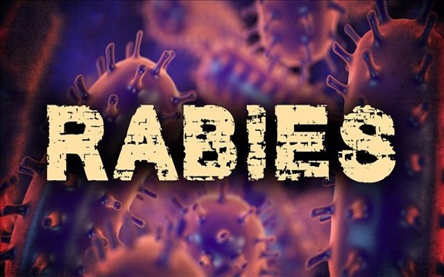 Skunk Tests Positive for Rabies in Hutchinson County