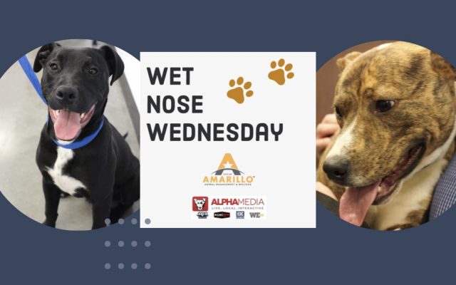 Wet Nose Wednesday – Meet Jarvis and Jude!