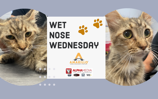 Wet Nose Wednesday -Meet Elisa!