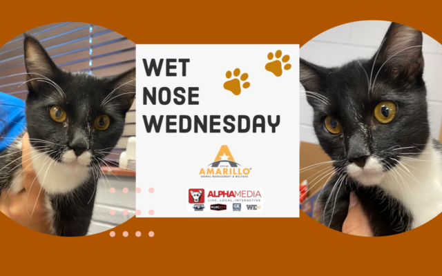 Wet Nose Wednesday – Meet Marshall!