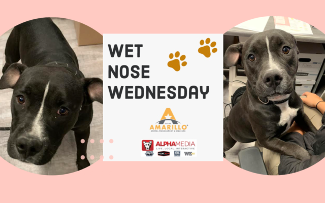 Wet Nose Wednesday – Meet Lilo!