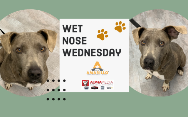 Wet Nose Wednesday – Meet Espresso!